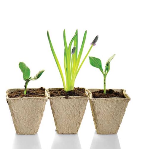 Zero-Waste Gardening